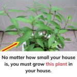 Just 1 Spoon and Your Roses, Geraniums, Hydrangeas, and All Flowers Thrive Again