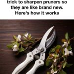 7 Essential Spider Plant Care Tips: For Everlasting Blooming and Breathtaking Beauty