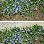 This insect doesn’t bite or sting — but it can burn your skin badly if you crush it