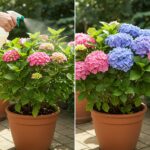 How to Force a Snake Plant to Produce Pups for Unlimited Babies