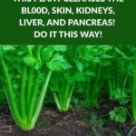 Plant empty bottles in your flower beds and prepare for a stunning surprise at sunset