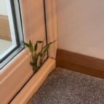 What Is Paprika Made Of? The Spicy Secret Behind This Kitchen Staple