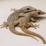 If You Drink Cucumber Water Every Morning, This Is What Happens to Your Body