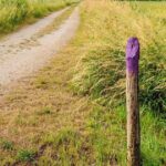 Homeowner’s bamboo warning after neighbour’s plant left him having to knock down conservatory