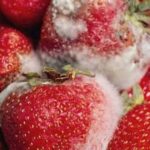 Why Are Some Trees Painted White?