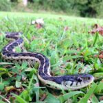 Why Are Some Trees Painted White?