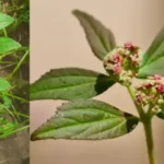 A small glass in each plant and the results will be guaranteed: never had these results