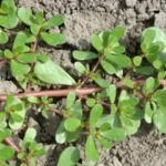 Found Metal Balls Under Your Kitchen Sink? Here’s What They Mean