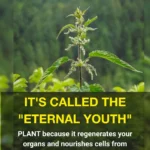 How Long to Boil Corn on the Cob So It’s Perfectly Cooked: The Ultimate Guide for Tender, Juicy Results