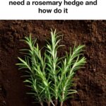 Magic Tomato Salad: The explosion of flavor in your mouth