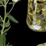 The Ingenious Pocket Tool Everyone Used Back In The Day!