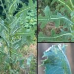 You Won’t Believe What This $16,348 Amish Log Cabin Looks Like Inside – Exclusive Video Tour!