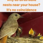 This is the Kamitetep, a Species of Moth (Phereoca Uterella ) that Clings to the Walls of the House