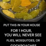 Magic Tomato Salad: The explosion of flavor in your mouth