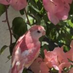 The Mystery Behind Old Houses’ Unassuming Small Doors Revealed!