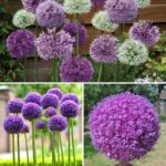 Rub garlic on your door. No one expected this!