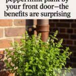 Can an Optical Illusion