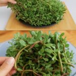 Yarrow Power: 30 Amazing Benefits of This Ancient Healing Herb