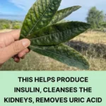 This is the Kamitetep, a Species of Moth (Phereoca Uterella ) that Clings to the Walls of the House