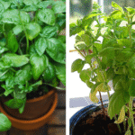 Alliums: The Effortless Perennial Blooms That Brighten Every Garden