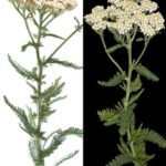 The Hidden Power of Dog Rose (Rosa canina): 10 Surprising Health Benefits and How to Use It