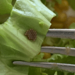 Melon Seeds Tea 🍈☕ – The Best Natural Way to Cure an Upset Stomach