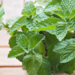 Why You Should Grow Hollyhocks in Your Yard and How to Eat Every Part of this Plant