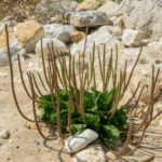 Melon Seeds Tea 🍈☕ – The Best Natural Way to Cure an Upset Stomach