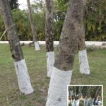 The Secret of Aspirin in Laundry: A Tradition Passed Down