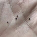 Watermelon is Refreshing… But These 5 Groups of People Should Avoid It