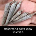 Plants to Avoid Planting If You Want to Keep Snakes Out of Your Yard