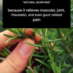 White Stuff on Your Peach Pit – What Does It Really Mean?