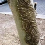 White Stuff on Your Peach Pit – What Does It Really Mean?