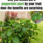 Boil 10 Branches of Rosemary at Home: Discover the Surprising Benefits