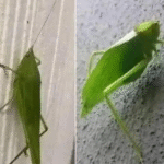 Tomato Extract: Better And Safer Blood Thinner Than Aspirin