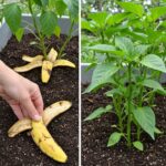 Honey, lemon juice, onion, garlic, and grated ginger – Use one teaspoon every day, and get ready to be amazed!