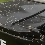 This is Why People Put Coffee and Baking Soda on Their Doorstep