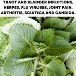 Discover the Power of Rosemary: “Natural Morphine” in Your Own Home