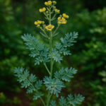 One of the Most Powerful Plants in the World