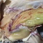 How to Make Perfect Scrambled Eggs Every Time – Creamy, Fluffy & Ready in 5 Minutes