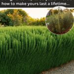 Place Bay Leaves in the Corners of Your Kitchen – Here’s the Ancient Reason Why