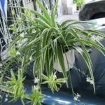 🍦 Homemade Vanilla Sugar: A Sweet Secret You’ll Love