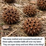 How to Stop Maggots From Taking Over Your Trash Bin