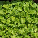 Gardener’s Secret: How to Grow Basil That Keeps Producing All Season Long