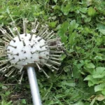 8 Reasons To Leave A Purslane Weed Growing