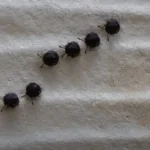 Le secret méconnu de la petite boucle au dos de votre chemise