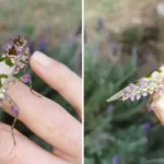 Rosemary Tea for Everyday Wellness