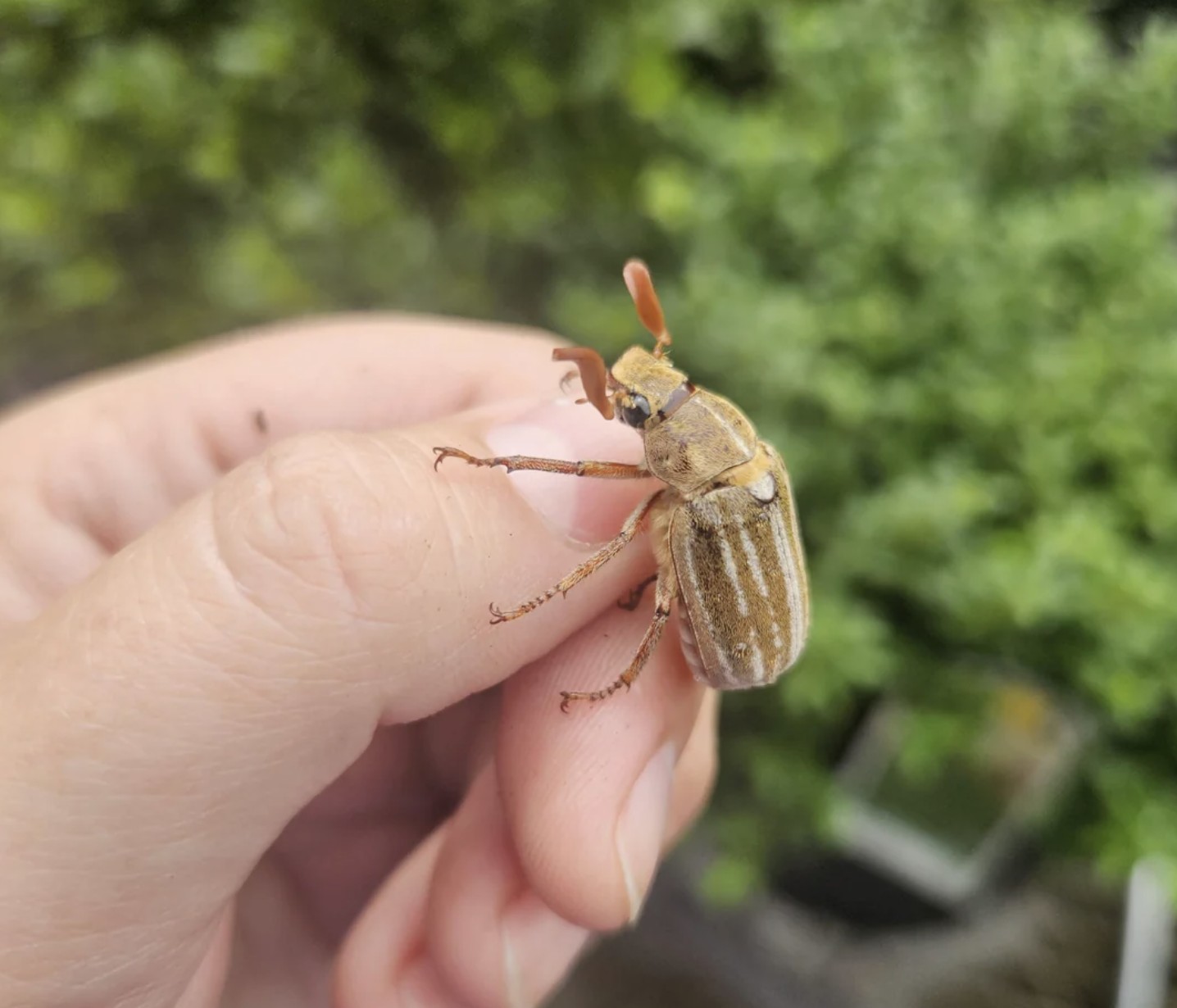 cockchafer bug