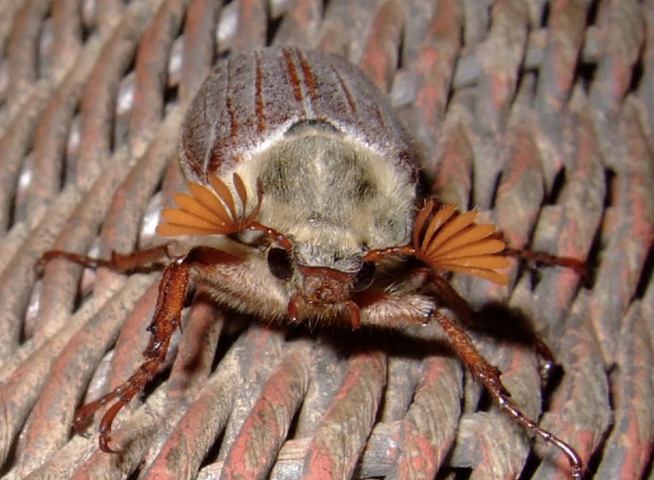 may bug
