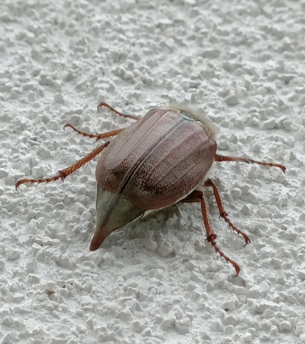 maybug